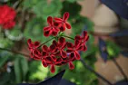 identification  |  hello there. just joined up and i am having a good look around.  nice site you...