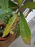 help diagnosing the plant's disease needed  |  Hello Something has happened to our house plant... its leaves suddenly...