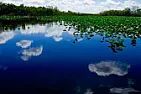 Pesticides |  18/05/2004: RESEARCHERS DISMAYED BY UNHEALTHY LEVELS OF PESTICIDES...