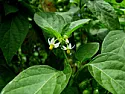 Yet another plant ID, please  | next thread &raquo;