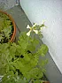 plant id |  Hi Guys,Can anyone identify this plant?TIA...