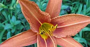 Help me please to find the name of the flower!!!  |  However, established plants will have a group of buds at the end of a stalk.  As...