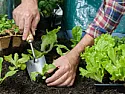 When to move seedlings into pots  |  In article , Mahender  wrote:How old are the seedlings? I usually pot veggies...