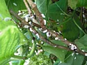 hydrangea infestation, anyone advise  | next thread &raquo;