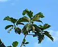 orchid and other flower photos from Puerto Rico |  Same reason there are minroses, hybrid teas, climbers, etc.I believe all the...