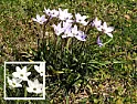 Can anyone help identify a wildflower? |  Please see this photo, and the...