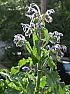 Borage | &laquo; previous thread