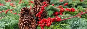 Re: Pin Cushion groundcover...can you help me find out more?  | next thread &raquo;