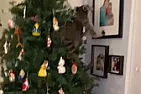 Florida woman, a dog, and a 'coon  | &laquo; previous thread