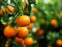 Tangerine bitter & fruit dropping too soon  |  Hidee frens and naybers! I have a 6 year old tangerine tree giving fruit for...
