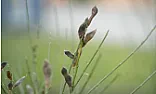 Hi does anyone know what these two spiky things are, please?  |  Hi There!!First question = what are these plants both called?Second = Is it...