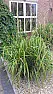 Can you help me ID this plant  |  I have taken these images, hope they help.++|Filename: IMAG0089...
