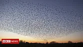 Damn Scottish starlings.  | next thread &raquo;