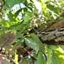 What kind of tree? ? ? |  RayThe leaf in your photo has a compound, palmate leaf form. Those areleaflets(...