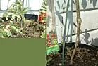 Suspected stem rot ???? |  It's definitely some type of rot (perhaps Pythium Rot or a form of Blight)....