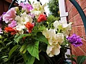 please id small orange flowered plant  |  Hi all, please can anyone id the small orange flowers in the attachedpic? I got...