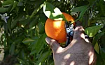 Corona pruning shear handle  |  I have an old but very good Corona wooden handled pruning shears that were used...