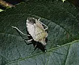 Cautious Optimism Re Brown Marmarated Stink Bug |  Neighbor has a stink bug trap but said it was pricey.Googled this...