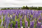 Flower ID.  | &laquo; previous thread