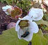 Crab Spiders |  They're so cute, these crab spiders. For three days in a row I've...