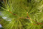 Trees identification |  Thanks much, both of you.  Our home here in NC (USA) has such beautiful,tall...