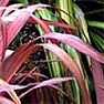 Plant ID Plz - 2 Kinds |  That's what I should have done even though it was mostly brown from being...