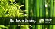 Bamboo:  Your experience Good/Bad   |  What zone are you in? In warmer areas you can plant tropical clumpers or...