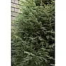 Trees to create privacy?  |  Thuja Green Giant is a fairly fast growing evergreen hybrid that makesa good...