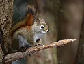 Chipmunks  | &laquo; previous thread