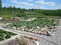 pics, cucumbers, some garden views, water  |    we have been getting plenty of these this year...  :) i think i'm about...