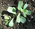 What kind of weed |  I have that same stuff in my garden..I just pull it up carefully and since my...