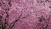 Plum and pear trees  | &laquo; previous thread