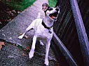 dodgy dog - what to do  | next thread &raquo;