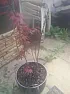 Dying Acer Advice  |  When you planted it, did you check to see if it was really one plantwith two...