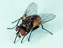 Flys coming out of disused fireplace |  My mother-in-law has started getting high number of house flys into her living...