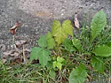 is this poison ivy? | &laquo; previous thread