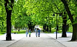 Wonderful American elm has pavers laid right up to tree base |  A much valued American elm in Loveland  Co. has been lovingly cared for be...