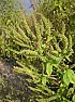 weed identification  -  southwestern Ontario stream banks  |   Sorry if too off topic  -  we have been seeing this tall weed more & more...