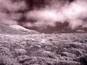 Low light CCTV?  |  The sensors in digital cameras/phones can see IR up to around 1.1um  although...