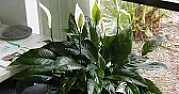 NASA Study shows common plants help reduce indoor air pollution.... |  http://www.zone10.com/wsdocs/tech/NASA/fyh.htm      Common indoor plants may...