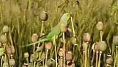 Addicted parrots | next thread &raquo;