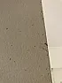 small dark yellow-reddish spots on edges of walls and door frames |  Based on the description provided, it is possible that the spots are mold or...