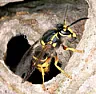 Best mosquito killer? |  Just trying to kill a myth.  It's good to encourage animals to live...