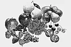 When to prune fruit trees |  I'm not sure what you mean by full dormancy.  Apple trees stay...
