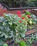 plants you let live about  |  Sometimes it seems like volunteers are the only chance I have at adding plants...