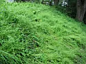 trying to id new weed invading back yard  |  Going to attack it with spray pre-emergent next year and just ordered  Weed...