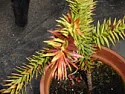 unwell 'monkey puzzle tree'  |  Hi allI have a MPT (not sure exactly which species), about 2 years old, 12inches...