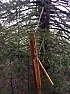 Treehouse bridge update: one section blew down in the California storms  |  The third section blew down in the California storms. ...