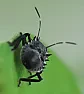 Bug ID wanted  | &laquo; previous thread