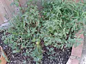 plants to keep or weeds to dig up?  |  Hi i am new to gardening as we have just bought our first house and ithas a...